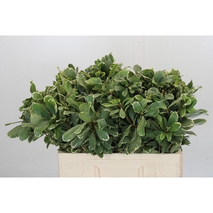 Pittosporum Ilan