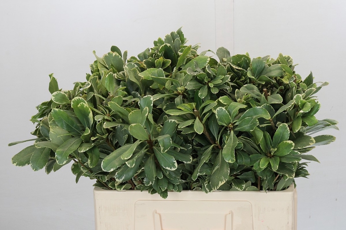 Pittosporum Ilan