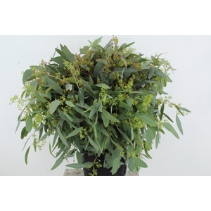 EUC POPULUS BERRY 300GR