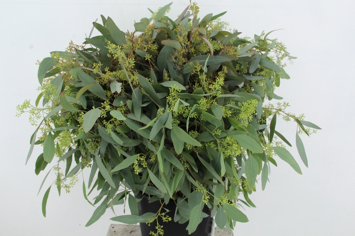 <h4>EUC POPULUS BERRY 300GR</h4>
