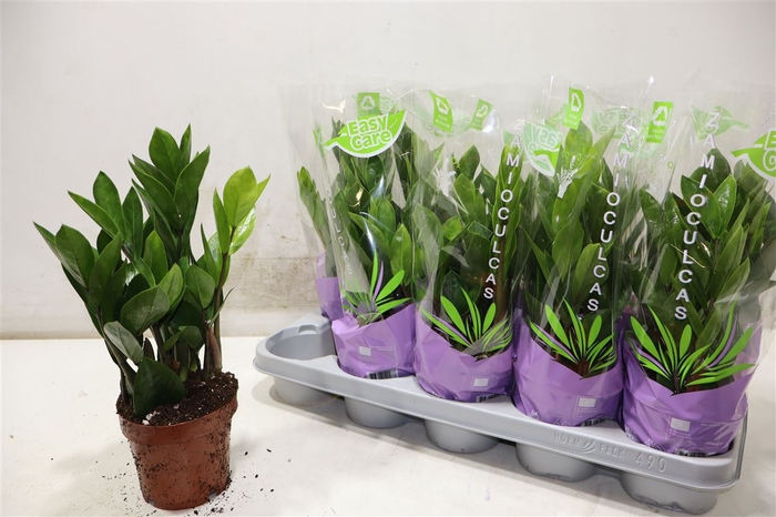 <h4>Zamio Zamiifolia</h4>