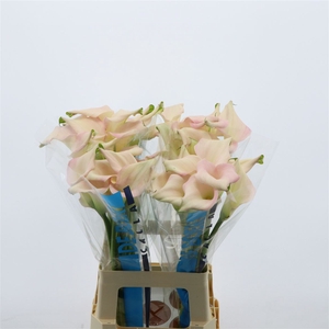 Calla Melrose