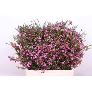 Chame Un Purple Prid