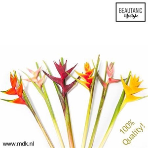 Heliconia Gemengd