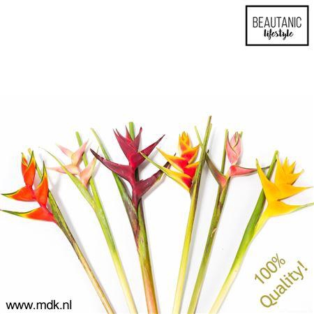 <h4>Heliconia Gemengd</h4>