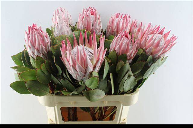 <h4>PROTEA CYNAROIDES</h4>