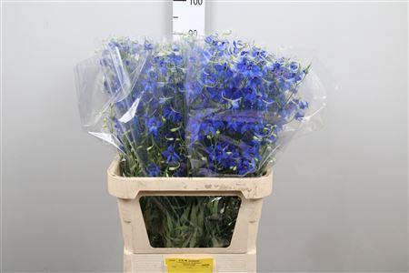 <h4>Delph En Volkerfrieden</h4>