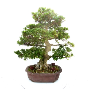 Rhododendron indicum, pot 39. Height 77 cm. (single item)