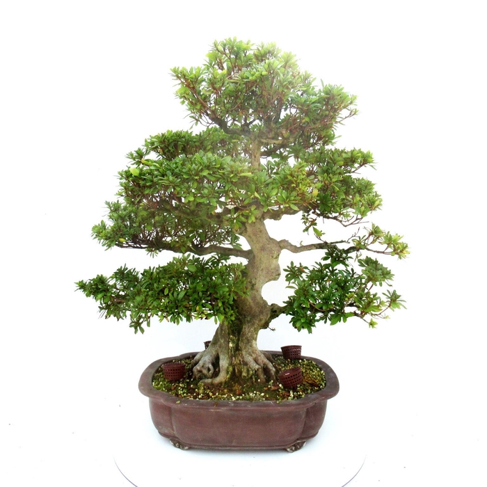 <h4>Rhododendron indicum, pot 39. Height 77 cm. (single item)</h4>