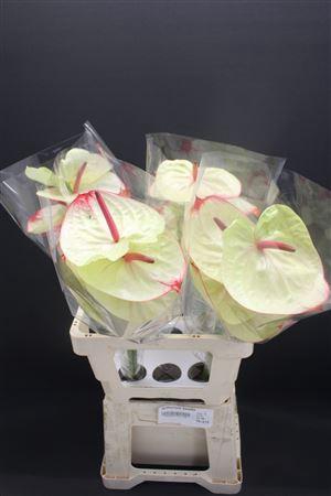 <h4>Anthurium Kaseko</h4>