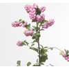 Symphoricarpos WB 'Mag Avalanche'