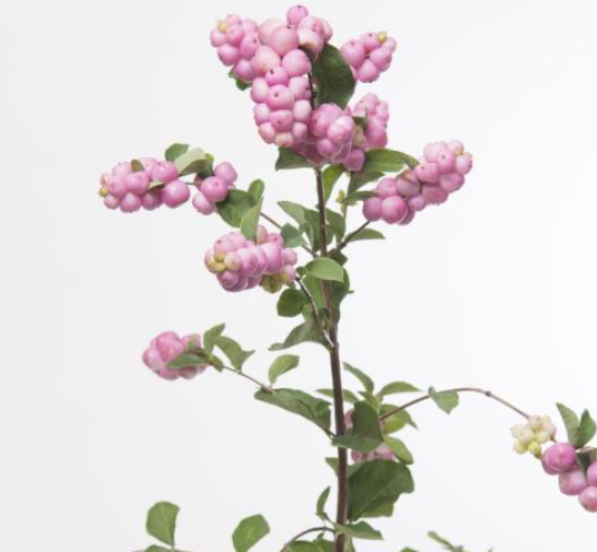 Symphoricarpos WB 'Mag Avalanche'