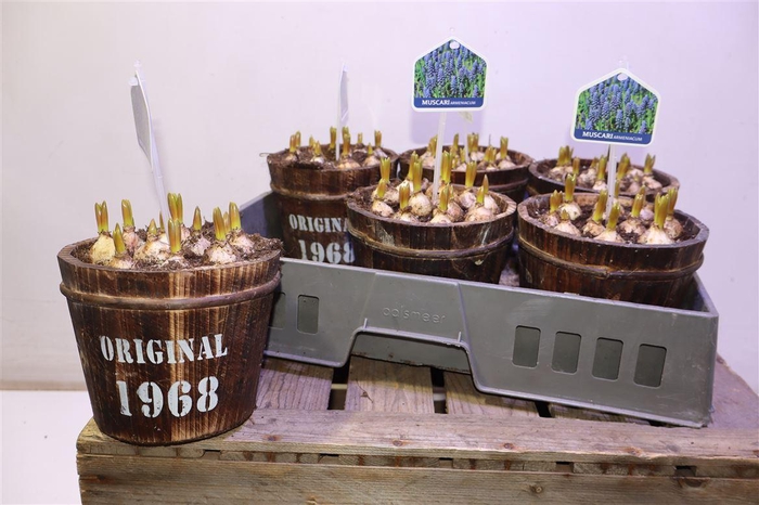 <h4>Arr Muscari</h4>