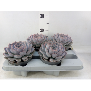 Echeveria  'Orion'