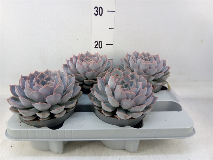 <h4>Echeveria  'Orion'</h4>