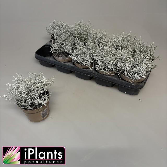 <h4>Leucoph Challenge</h4>