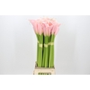 Zantedeschia Eydolls Pink