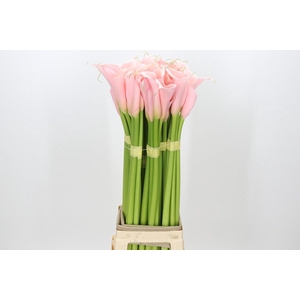 Zantedeschia Eydolls Pink