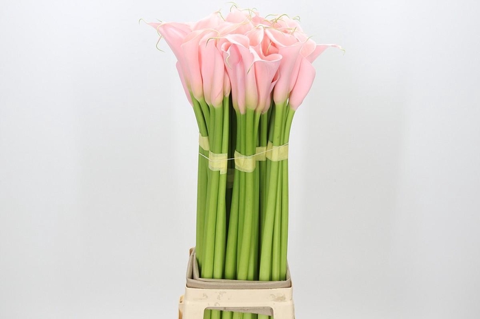 <h4>Zantedeschia Eydolls Pink</h4>