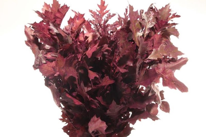 <h4>Quercus Rubra Klb Cerise</h4>