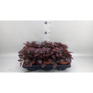 Peperomia caperata 'Cayenne'