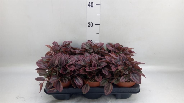 <h4>Peperomia caperata 'Cayenne'</h4>