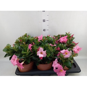 Mandevilla sand. 'Rio Pink'
