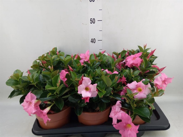 <h4>Mandevilla sand. 'Rio Pink'</h4>
