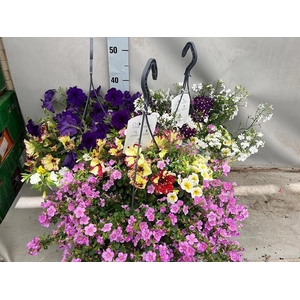HANGING BASKETS