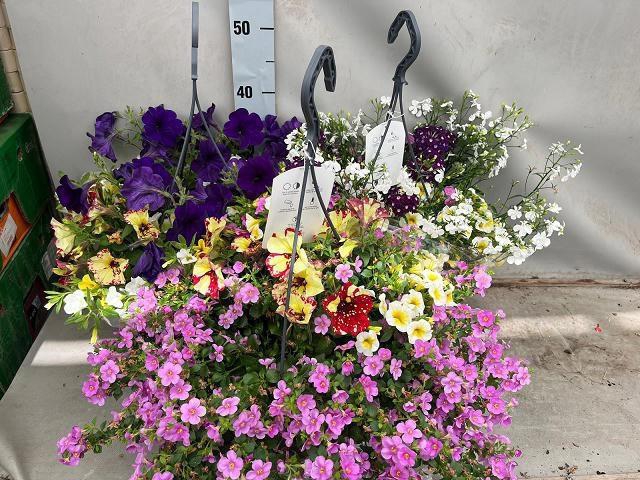 <h4>HANGING BASKETS</h4>