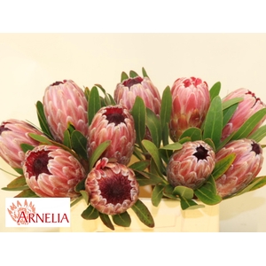 PROTEA PINK ICE
