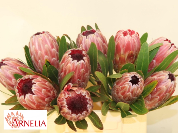 <h4>PROTEA PINK ICE</h4>