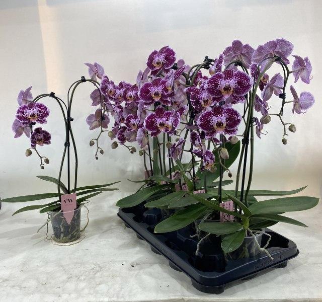 <h4>PHAL AN REIMS</h4>