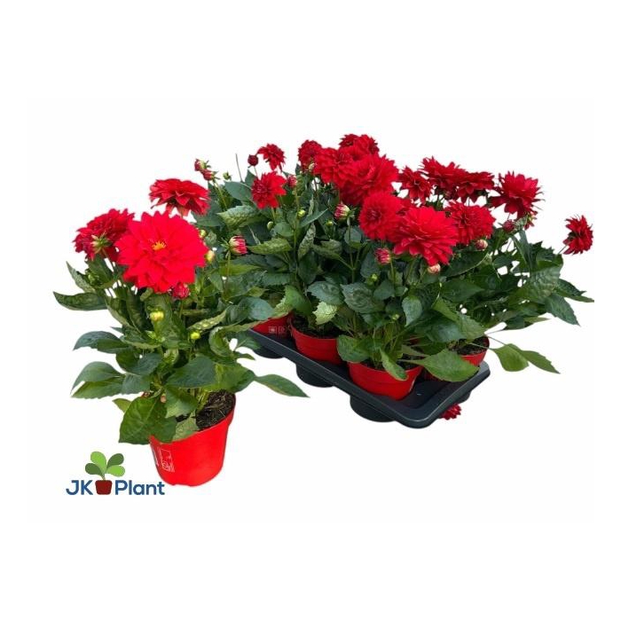 <h4>DAHL HYPNO RED</h4>