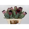 Protea African Didi
