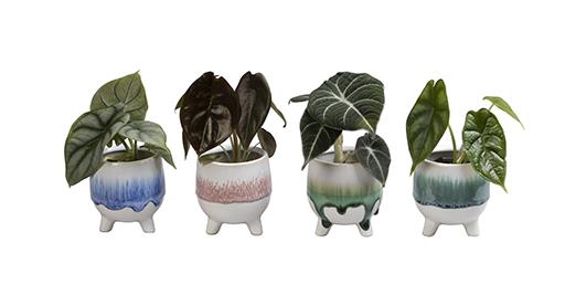 ALOCASIA ZEBRINA P6 L 465