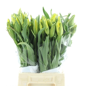 Tu Pa La Cour Parrot