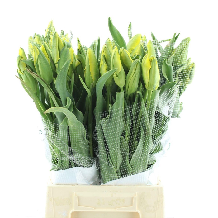 Tu Pa La Cour Parrot