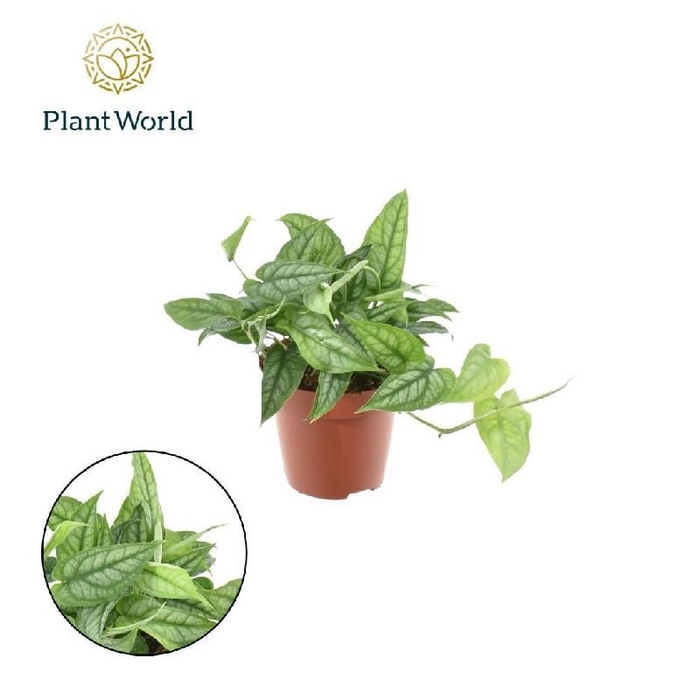 <h4>Monstera siltepecana</h4>