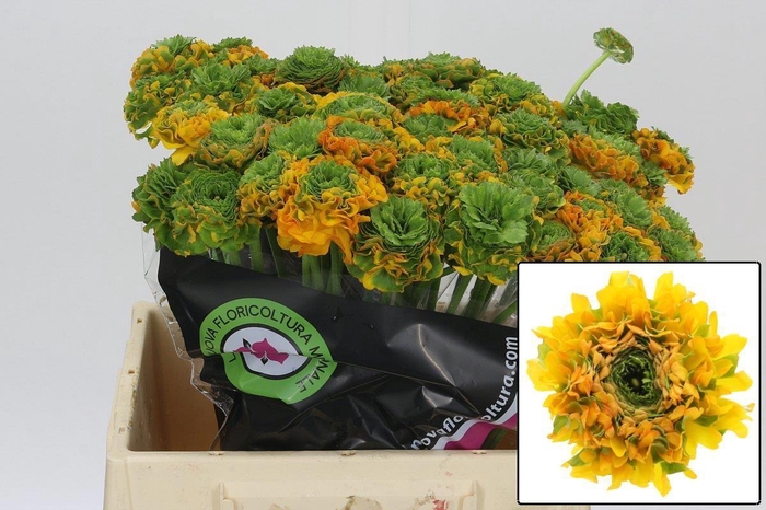 <h4>RAN PON PON MERLINO</h4>