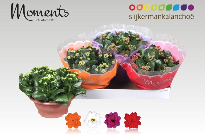 <h4>KAL GE GEM 4 KL</h4>