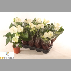 ANTHU A ARISA WHITE