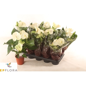 ANTHU A ARISA WHITE