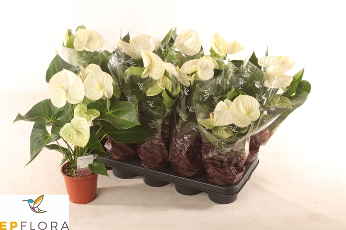 <h4>ANTHU A ARISA WHITE</h4>
