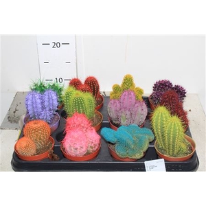 Cactus Rainbow Mix