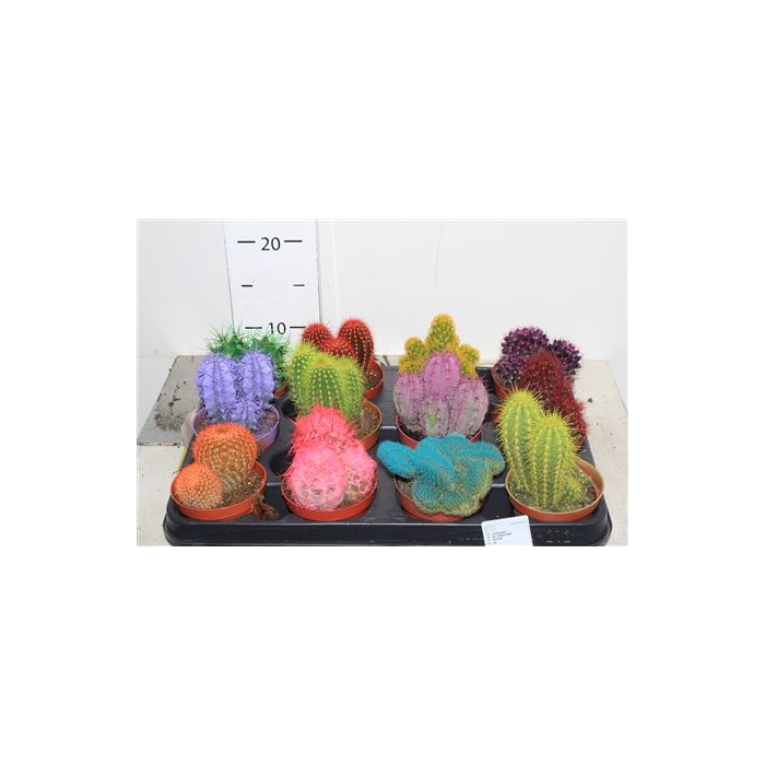 <h4>Cactus Rainbow Mix</h4>