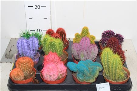 Cactus Rainbow Mix