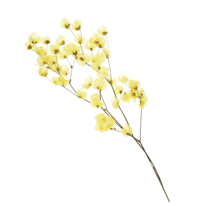 <h4>Dried flowers Bougainvillea 45-55cm</h4>