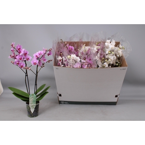 PHAL MF GEM 5 KL