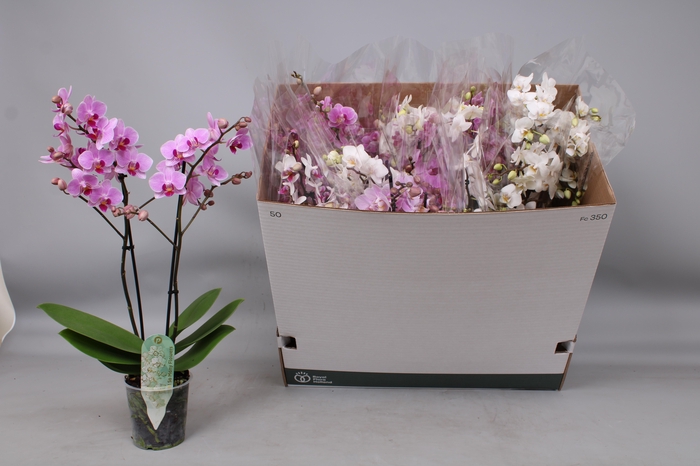 <h4>PHAL MF GEM 5 KL</h4>